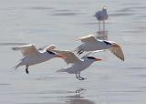 Terns In Flight_41439